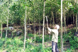Một số lý do chính để phát triển Lâm nghiệp Cộng đồng ở Việt Nam
