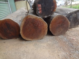 Ban hành danh mục các loài động thực vật hoang dã CITES 2017