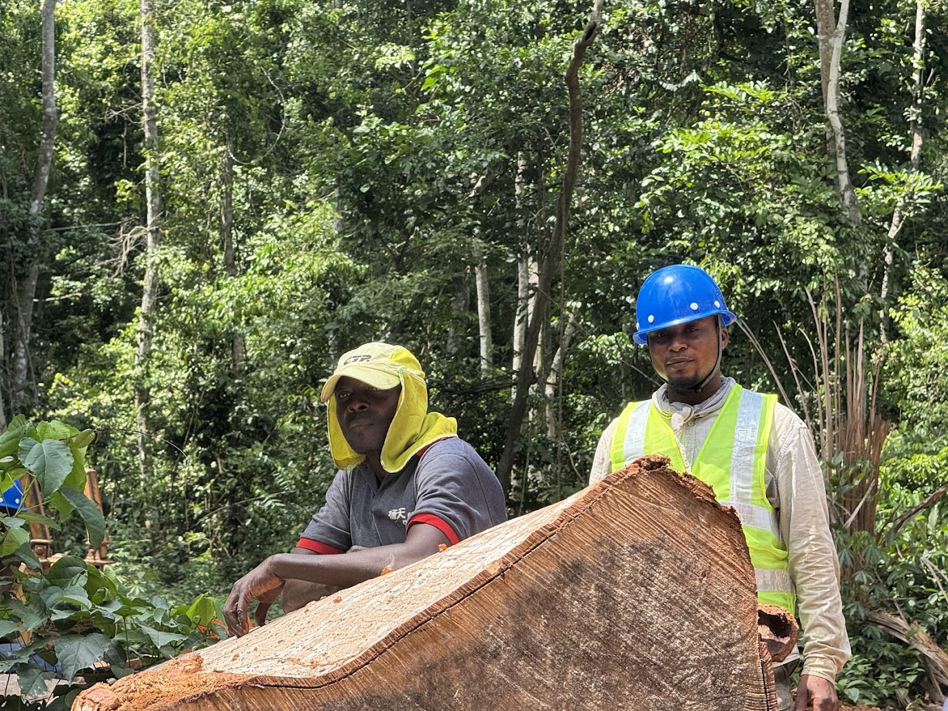 Sửa đổi, bổ sung các loài gỗ thuộc các phụ lục CITES